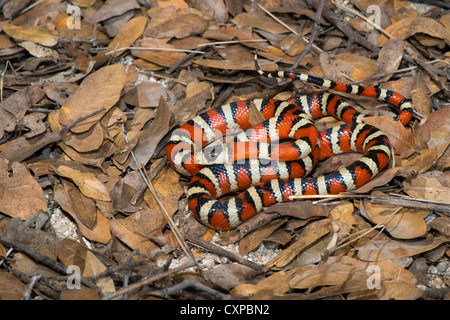 Lampropeltis pyromelana Sonoran Mountain Kingsnake pyromelana Canyon broussailleux, Huachuca Mountains, Comté de Cochise, Arizona, United Banque D'Images