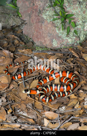 Lampropeltis pyromelana Sonoran Mountain Kingsnake pyromelana Canyon broussailleux, Huachuca Mountains, Comté de Cochise, Arizona, United Banque D'Images