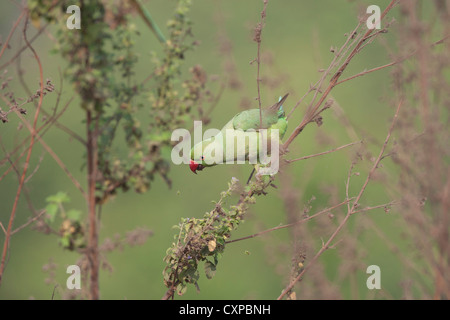 Perruche Rose se nourrissant de fruits et graines à Bhandup magroves dans Mumbai Banque D'Images