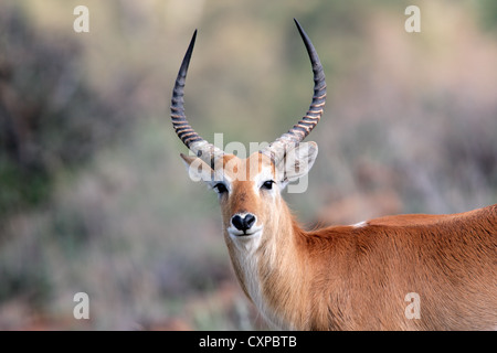 Portrait d'un mâle, rouge (Kobus leche antilopes cobes lechwes), l'Afrique australe Banque D'Images