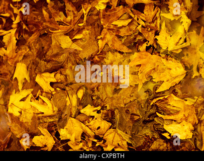 Photo de l'automne les feuilles d'or, fond toile naturelle, arbres, feuillage jaune brun bois sec, des feuilles nature automne Banque D'Images