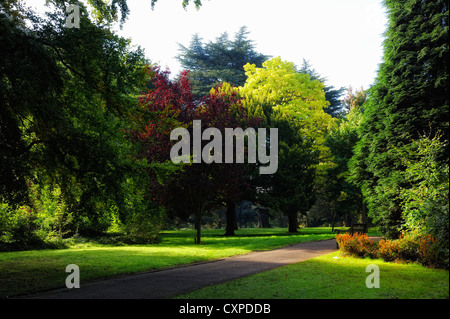 Arbre d'automne contre un ciel bleu nottingham wollaton park england uk Banque D'Images