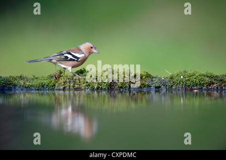 Common Chaffinch (Fringilla coelebs) Banque D'Images