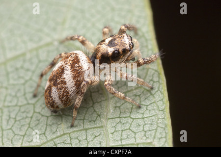 Salticus scenicus Zebra (Cavalier) - Femmes Banque D'Images