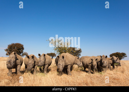 Les rhinocéros blancs du dehorned (Ceratotherium simum) sur le rhino ferme, Klerksdorp, Province du Nord-Ouest, Afrique du Sud Banque D'Images