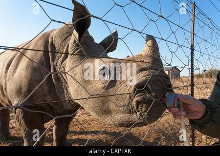 White Rhino orphelin (Ceratotherium simum), 'Smurf', dix mois, d'être nourri au biberon, province du Nord-Ouest, Afrique du Sud Banque D'Images