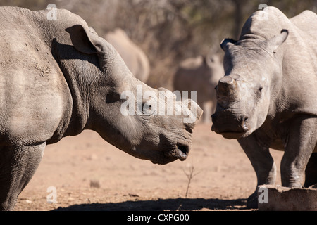 Les rhinocéros blancs du dehorned (Ceratotherium simum), Mpumalanga, Afrique du Sud Banque D'Images