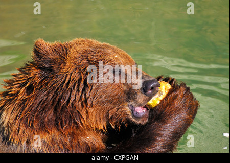 L'heure du dîner à l'Bear-Park à Berne, Suisse. Banque D'Images