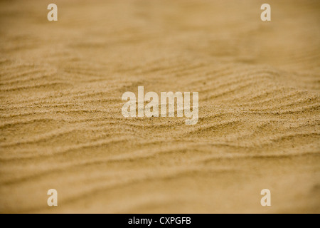 Close up of dune de sable au nord de la Nouvelle-Zélande Banque D'Images