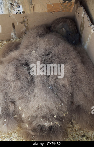 Condor bébé en captivité à l'école anglaise de la Fauconnerie et des oiseaux de proie dans le centre de Biggleswade Angleterre Banque D'Images