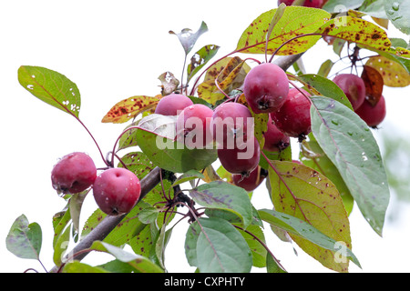Petites pommes chinoises rouge sur la branche isolated on white Banque D'Images