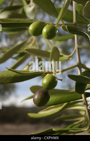 Photo : Steve Race - olives Arbequina montre des signes de sécheresse (taille réduite), Catalogne, Espagne. Banque D'Images