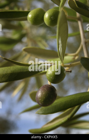 Photo : Steve Race - olives Arbequina montre des signes de sécheresse (taille réduite), Catalogne, Espagne. Banque D'Images