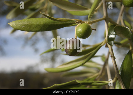 Photo : Steve Race - olives Arbequina montre des signes de sécheresse (taille réduite), Catalogne, Espagne. Banque D'Images