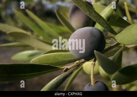 Photo : Steve Race - olives Arbequina atteindre la véraison (la coloration des fruits), Catalogne, Espagne. Banque D'Images