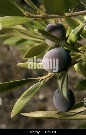 Photo : Steve Race - olives Arbequina atteindre la véraison (la coloration des fruits), Catalogne, Espagne. Banque D'Images