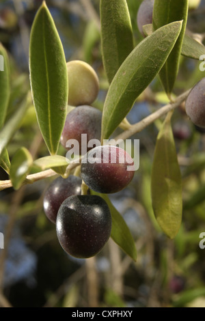 Photo : Steve Race - olives Arbequina atteindre la véraison (la coloration des fruits), Catalogne, Espagne. Banque D'Images