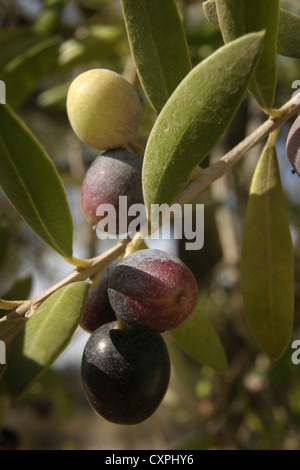 Photo : Steve Race - olives Arbequina atteindre la véraison (la coloration des fruits), Catalogne, Espagne. Banque D'Images