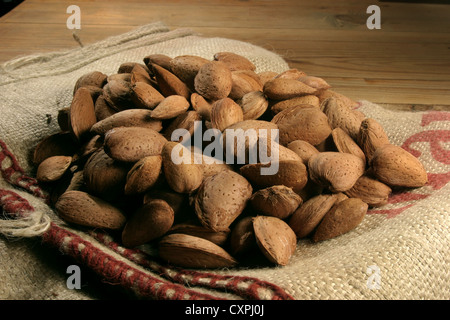 Photo : Steve Race - Amandes Llargueta fraîchement récolté encore dans leur coquille, Catalunya, Espagne. Banque D'Images