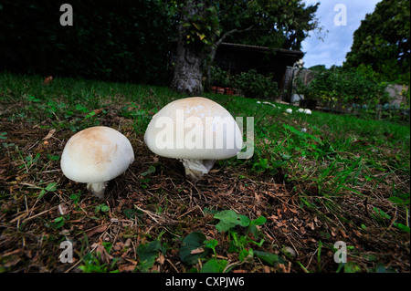 Libre de deux champignons de couche (Agaricus campestris) avec plus de champignons dans l'arrière-plan à droite Banque D'Images