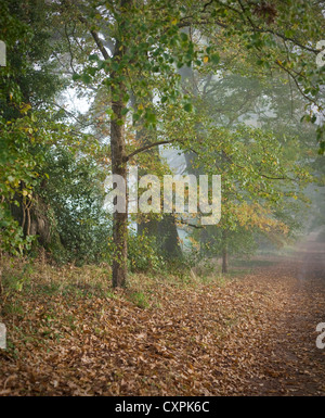 Chêne chevelu (Quercus cerris), feuilles mortes en woodland avenue, novembre. Banque D'Images