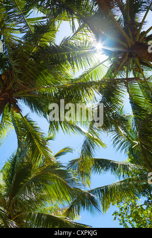 Tops de palmiers dans la jungle et brillant soleil à travers palms Banque D'Images