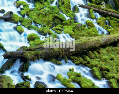 Clearwater falls avec Moss. La Forêt nationale d'Umpqua, Oregon Banque D'Images