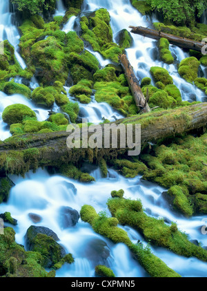 Clearwater falls avec Moss. La Forêt nationale d'Umpqua, Oregon Banque D'Images