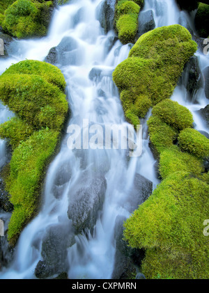 Clearwater falls avec Moss. La Forêt nationale d'Umpqua, Oregon Banque D'Images