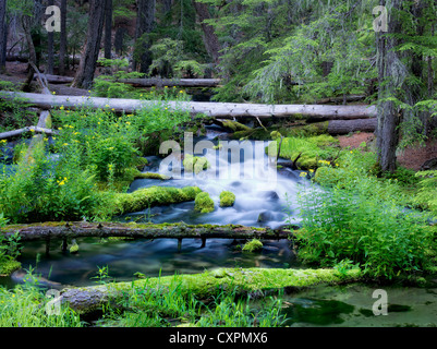 Clearwater Creek. Forest National d'Umpqua, Oregon Spring Creek avec la nouvelle croissance au printemps Banque D'Images