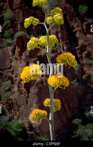 Fleur d'Agave. Superstion montagnes, désert de l'Arizona au printemps de fleurs sauvages Banque D'Images