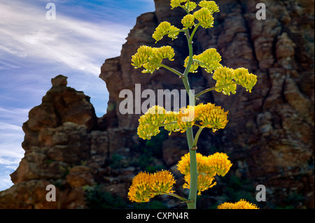 Fleur d'Agave. Montagnes Superstion, fleurs sauvages de l'Arizona dans le desert spring Banque D'Images