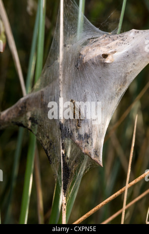Brown-tail moth chenilles et nid de soie à rejeter la tête, East Yorkshire, Angleterre Banque D'Images