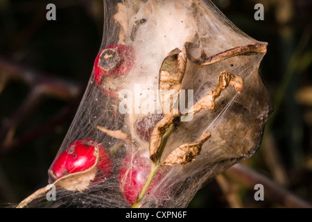Brown-tail moth nid de soie à rejeter la tête, East Yorkshire, Angleterre Banque D'Images