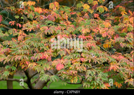 Acer japonicum aconitifolium feuillage en automne avec les feuilles multicolores multicolore en vert, rouge, jaune et orange Banque D'Images