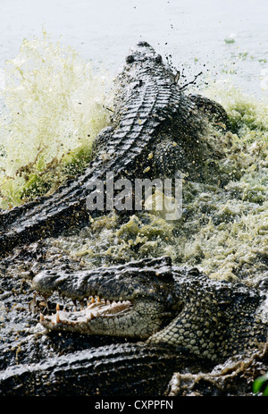 La lutte contre les crocodiles. Banque D'Images