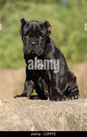 Chiot Chien de Mastiff napolitain Banque D'Images