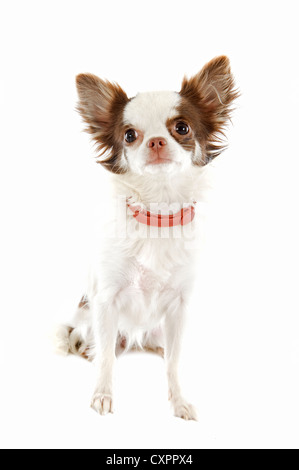Portrait of a cute chihuahua pure race avec collier préventive in front of white background Banque D'Images
