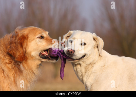 jouer les chiens Banque D'Images