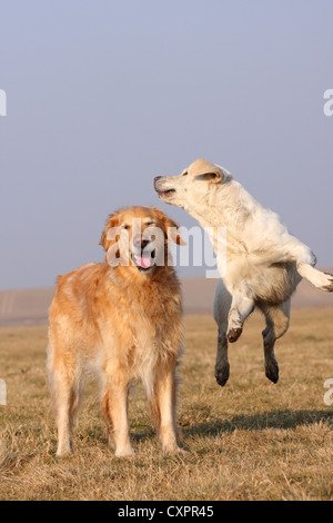 jouer les chiens Banque D'Images