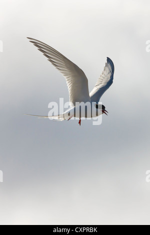 Sterne arctique (Sterna paradisaea). Le Spitzberg, Norvège Banque D'Images