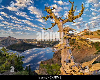 Le pin mort arbre avec la réflexion des nuages gonflés, le lac du cratère et de l'île de l'Assistant. Crater Lake National Park, Oregon Banque D'Images