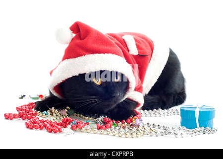 Chat habillé en vêtements de Noël Banque D\u0027Images, Photo