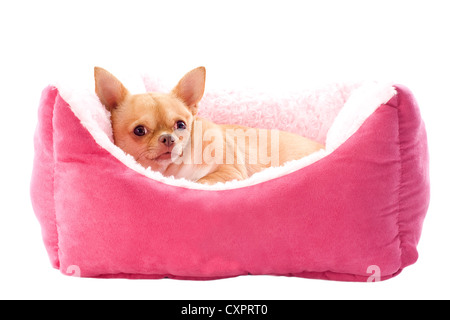 Portrait of a cute chihuahua pure race, in front of white background Banque D'Images