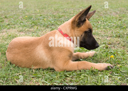 Photo d'un chien de berger belge malinois pure race Banque D'Images