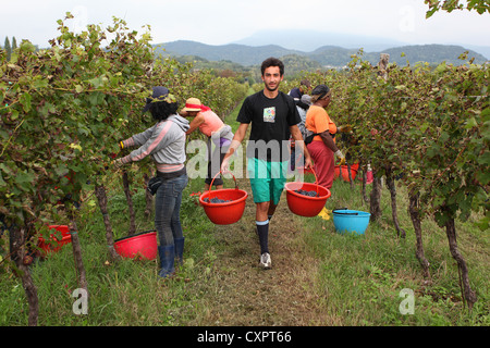 Employés picking grapes à la main dans les vignobles de Vicentini Orgnani. Valeriano, Frioul-Vénétie Julienne, Italie du nord. Banque D'Images