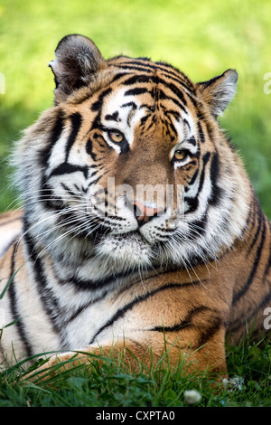 Portrait du tigre le détail de la tête et des épaules Banque D'Images