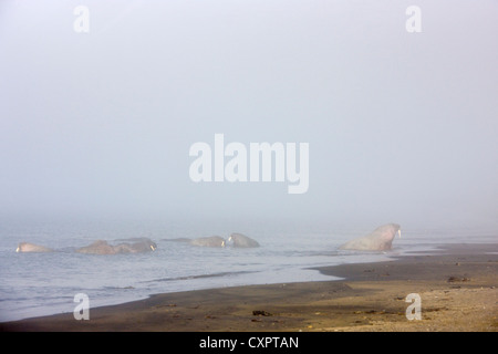 Les morses sur la plage dans la brume, Diskobukta, Edgeoya, Spitzberg, Norvège Banque D'Images