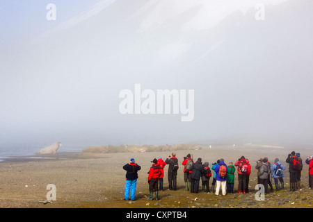 Les touristes photographiant les morses sur la plage dans la brume, Diskobukta, Edgeoya, Spitzberg, Norvège Banque D'Images