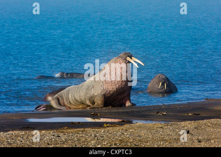 Les morses sur la plage dans la brume, Diskobukta, Edgeoya, Spitzberg, Norvège Banque D'Images